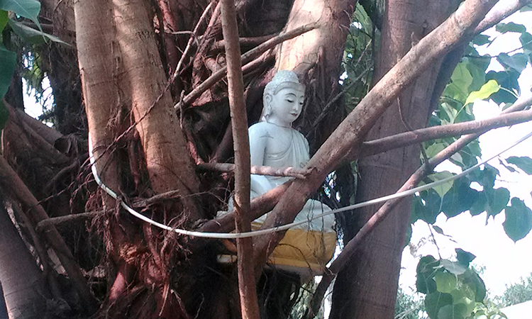 Statue de bouddha dans un arbre du monastère Shwe Oo Min Dhamma Sukha, un centre de retraite bouddhiste dans la tradition des moines de la forêt en Birmanie