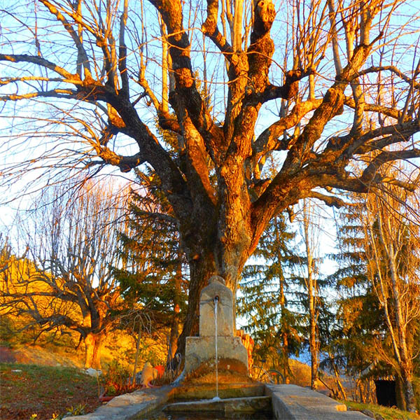 Fontaine de l'Arbre à Spirales.