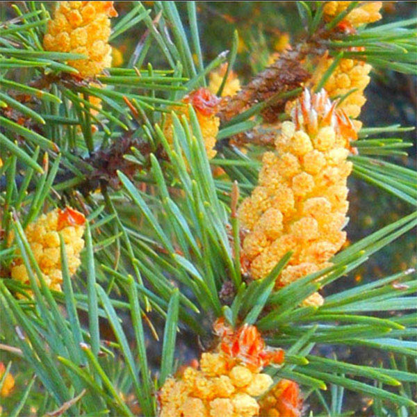 Plantes autour de l'Arbre à Spirales lors d'une Retraite de Méditation Pleine Conscience Drôme