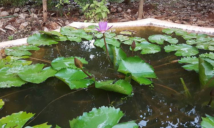 Bassin de lotus du jardin du centre Vaidyagrama