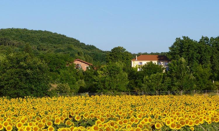 L'environnement de la Clé de Sol, un beau champ de tournesol.