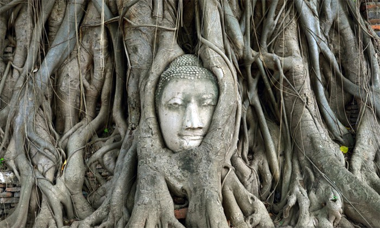 Tête de bouddha au sein de racines d'arbres. Comment relier l'écologie intérieure et la spiritualité ?