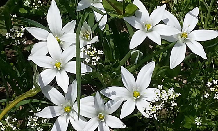 Méditation & Connaissance de soi : renaissance, naître à son âme. Fleur étoile de Bethlehem.