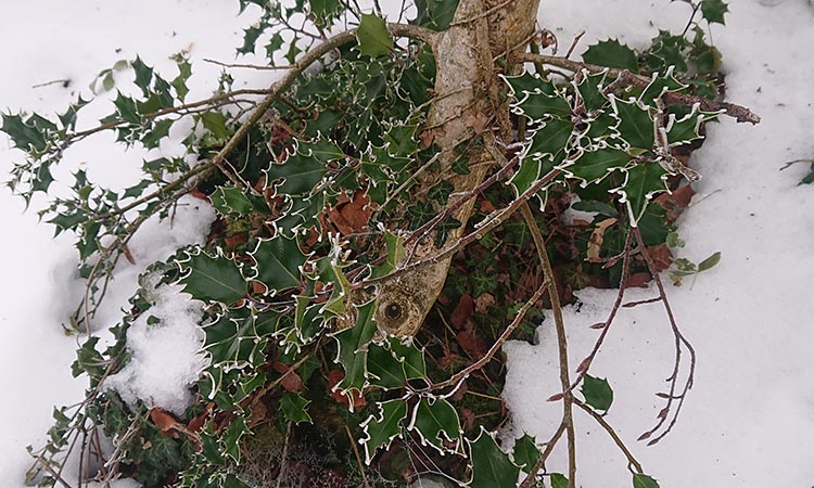 Houx perlé de neige dans le Centre de retraite de méditation