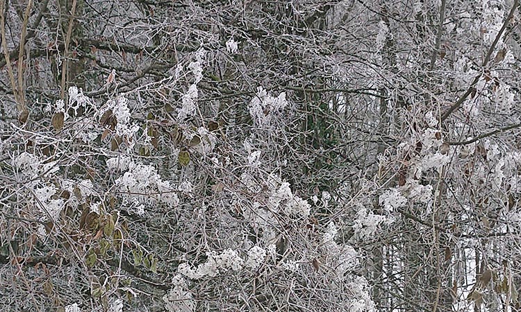 Neige autour du lieu de retraite de méditation