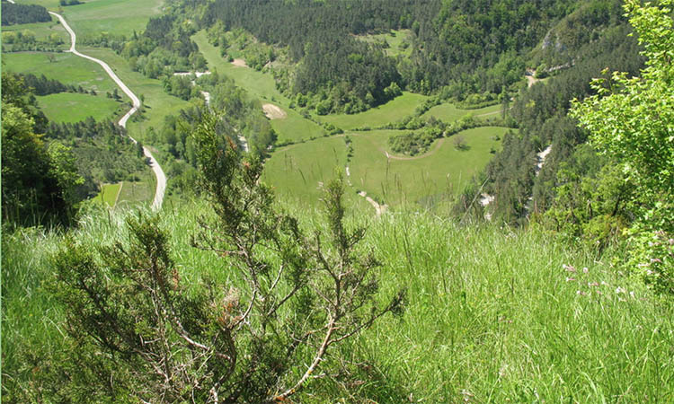 Pleine conscience et Nature