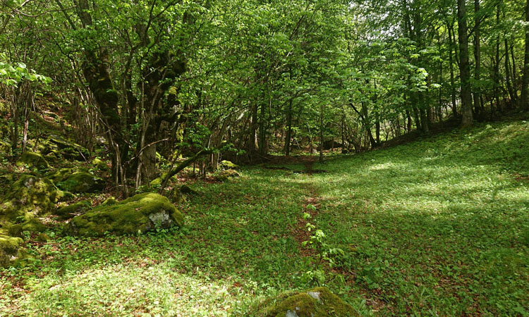 Méditation pleine conscience et nature