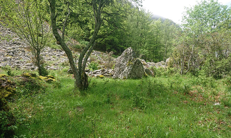 Pleine conscience et nature