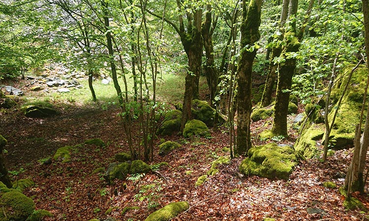 Un week-end pour méditer dans la nature