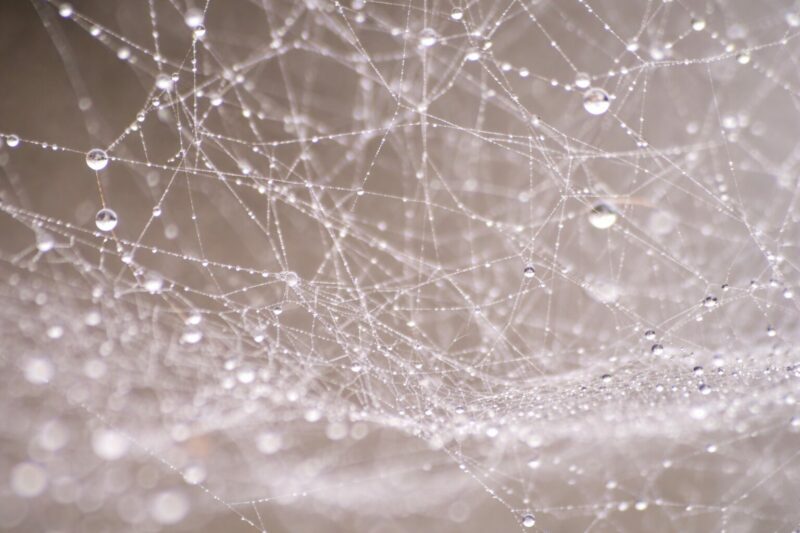 Toile d’araignée couverte de gouttes de rosée dans une lumière douce