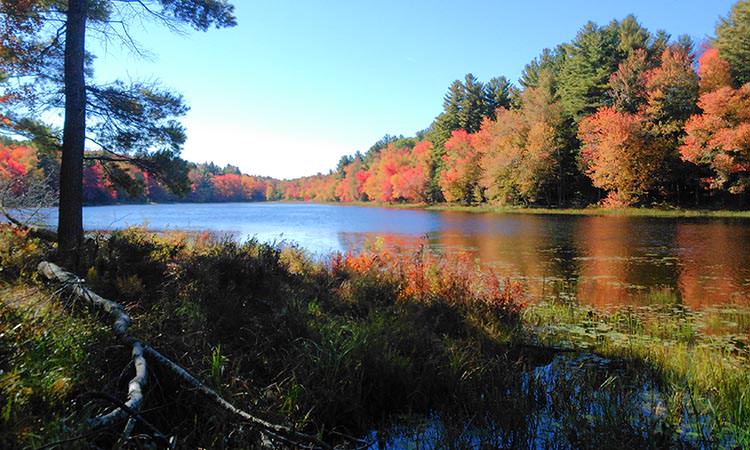 Paysage ensoleillé montrant une rivière entourée de grands arbres feuillus aux couleurs d'automne