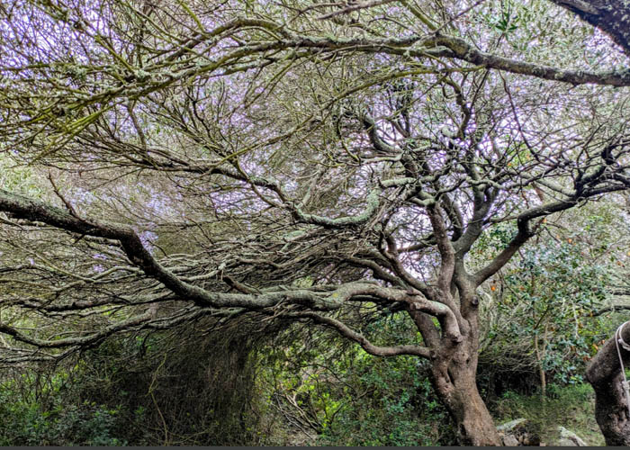 Arbre en fleurs