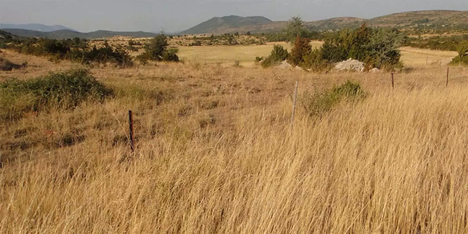 Paysage de champ d'été