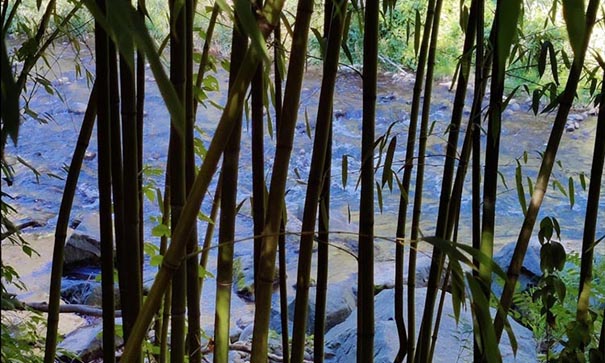 Verticalité du bambou les pieds dans l'eau dans un jardin zen