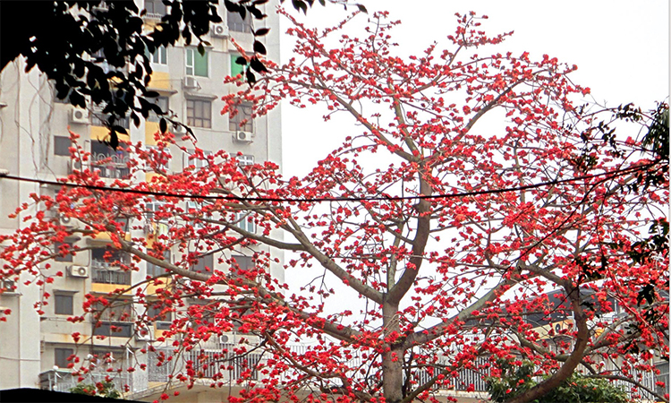 Arbre rouge en Chine