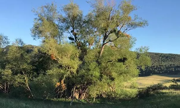Arbre dans un ciel bleu