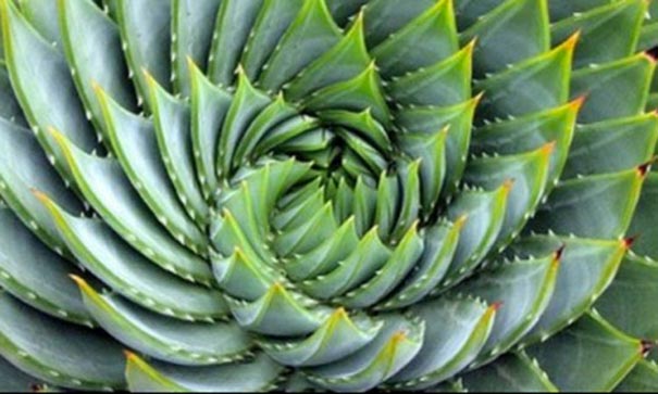 Permaculture Fibonacci