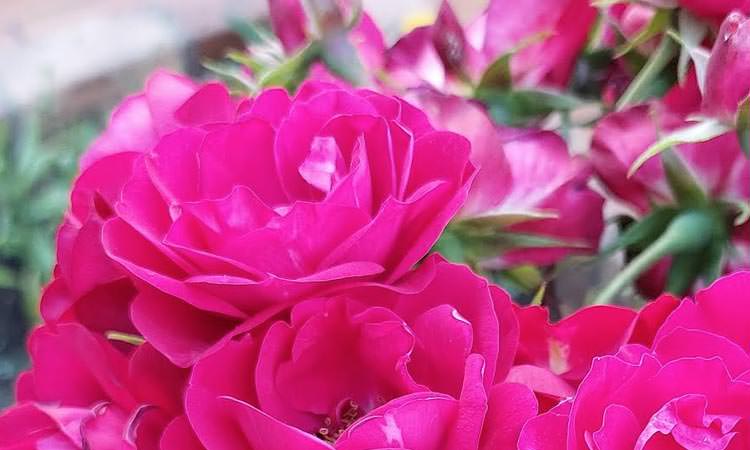 Fleurs roses