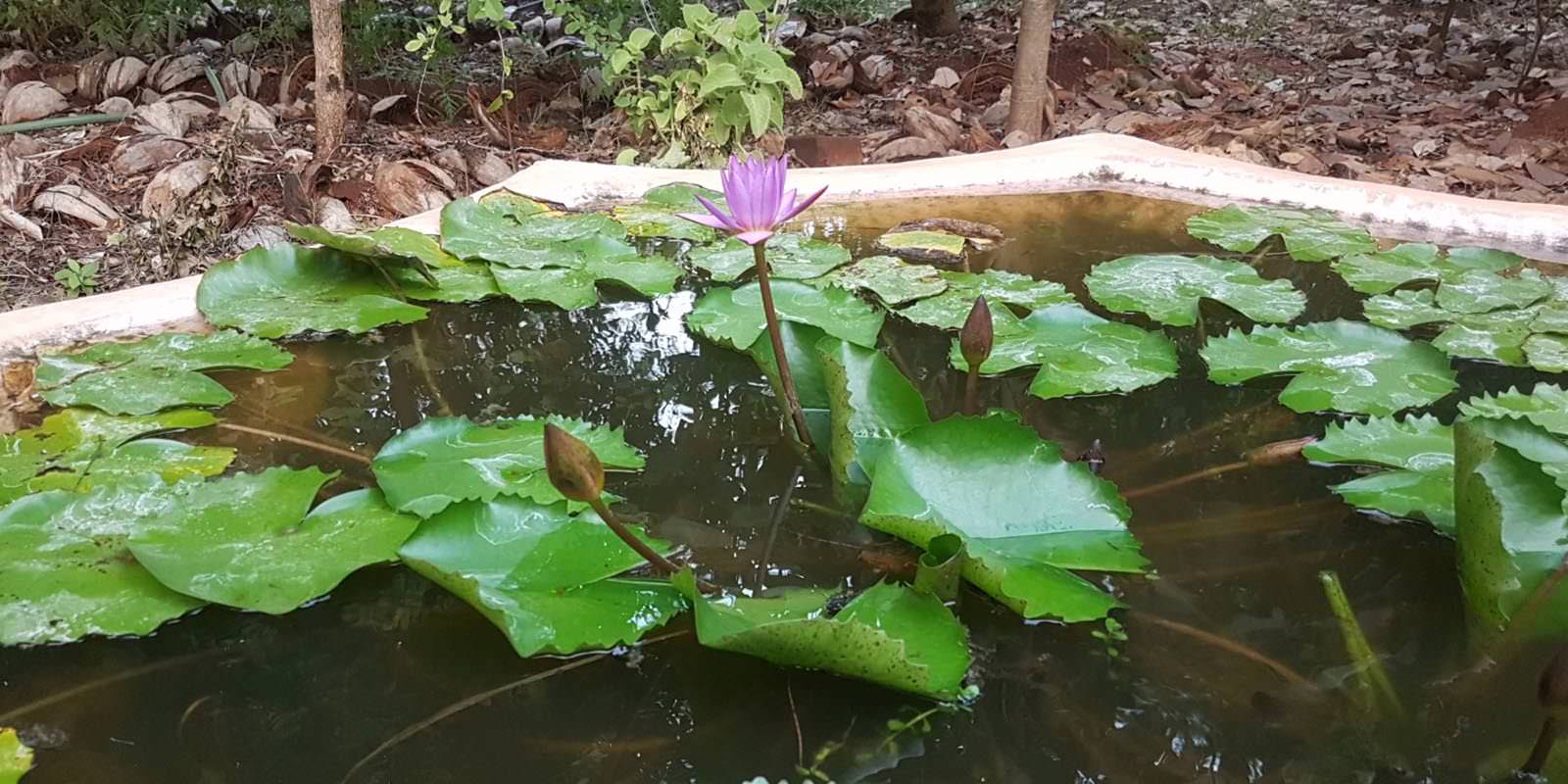 L’Inde dans un centre ayurvédique, récit d’un panchakarma