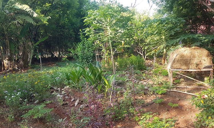 Permaculture dans le jardin du centre ayurvédique