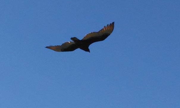 Aigle en vol dans un ciel bleu