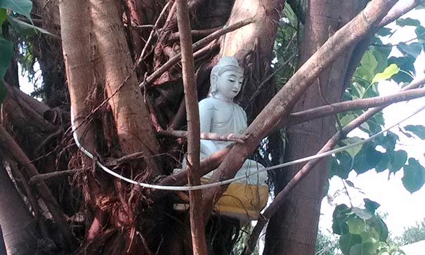 Statue de Bouddha posée dans les branches d'un arbre