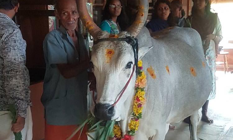 La vache sacrée blanche avec un collier de fleur pour le rite traditionnel Cow Puja