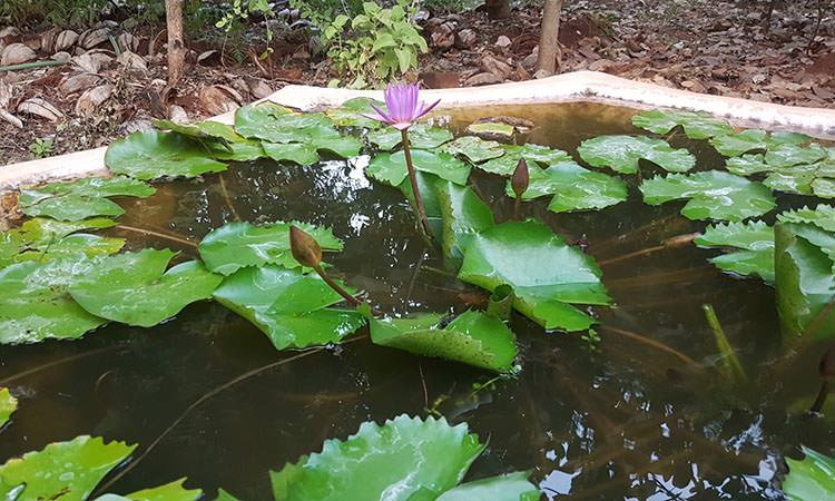 Bassin de Lotus dans le centre Ayurveda en Inde