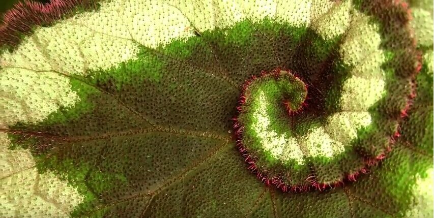 Détail d'une feuille en spirale - Connexion nature et énergie